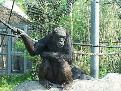 Chattanooga Zoo