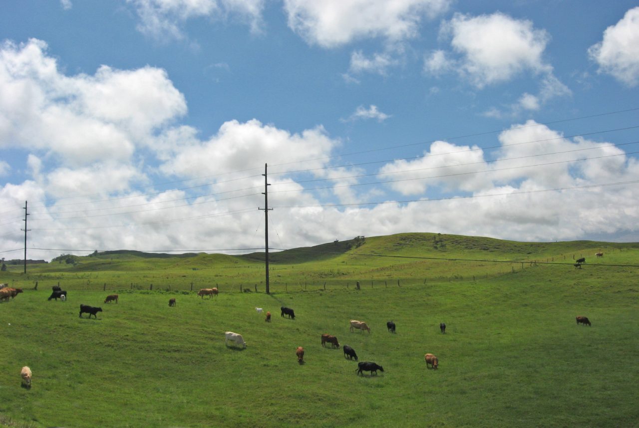 History - Waimea
