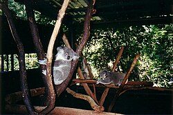 Lone Pine Koala Sanctuary