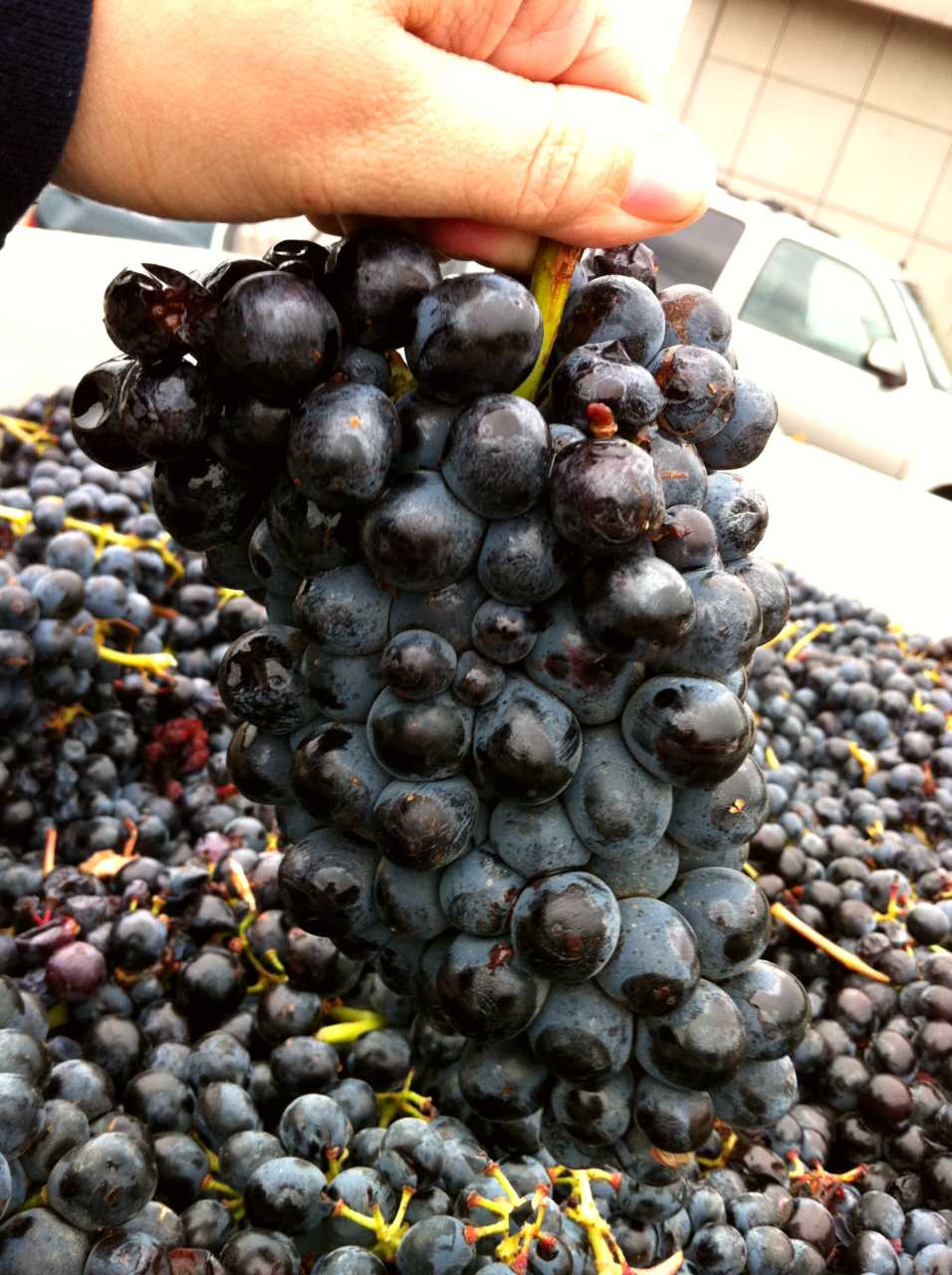 Local food and drinks - Pinerolo