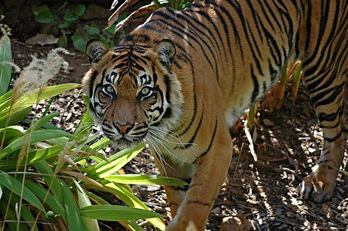 Adelaide Zoo