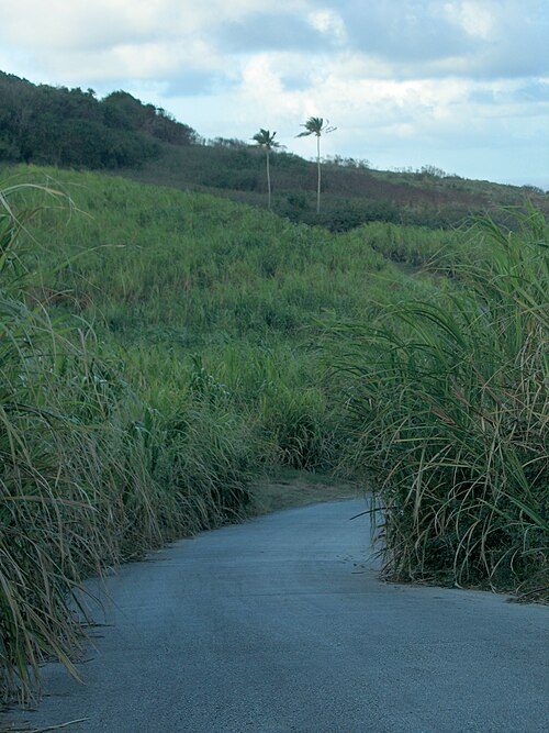 The cultivation of sugar cane, such as the cane growing in this field outside Saint Andrew, has always been a big part of the island's economy.