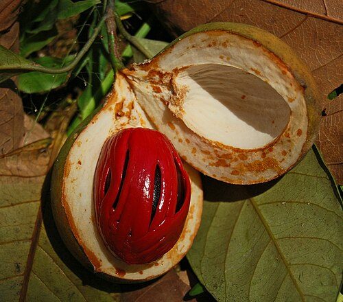 Opened nutmeg fruit, showing the seed and the red aril used for mace.