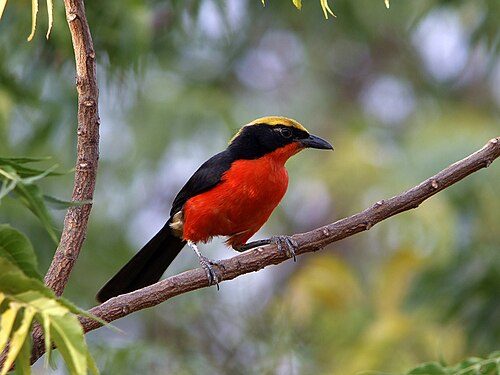 A yellow-crowned gonolek (Laniarius barbarus), photographed in the estuaries of the Saloum Delta National Park.