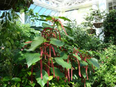 Key West Butterfly and Nature Conservatory