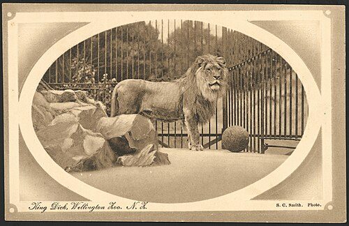 Wellington Zoo