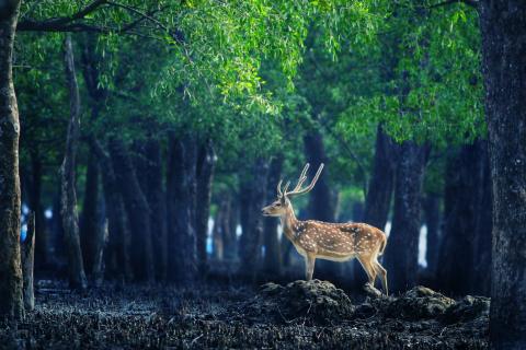 Bangladesh