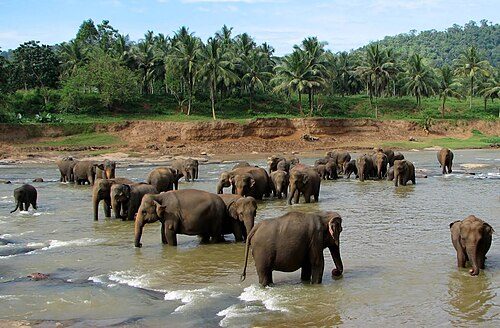 Herd of elephants at Pinnawala Elephant Orphanage