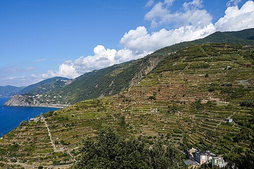 Vineyards in terraces above Manarola