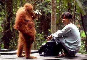 Geschiedenis - Bukit Lawang