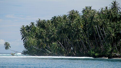 Coconut trees in Teluk Dalam