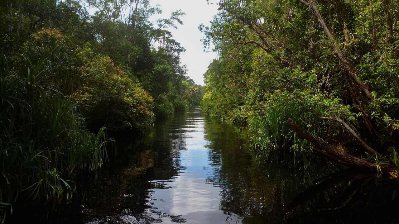 History - Tanjung Puting National Park