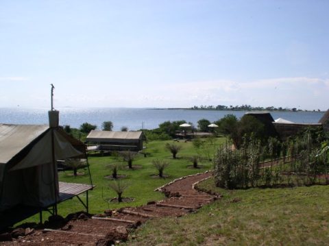 Ngamba Island Chimpanzee Sanctuary