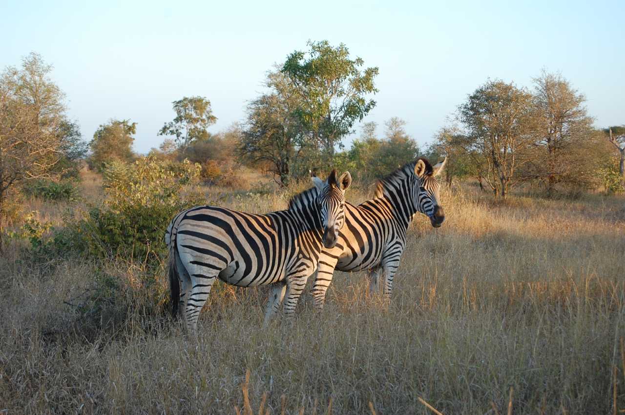 History - Kruger National Park