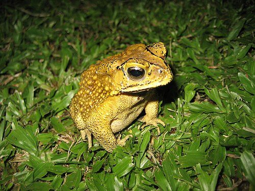 One of many species of frogs found on Ko Samui
