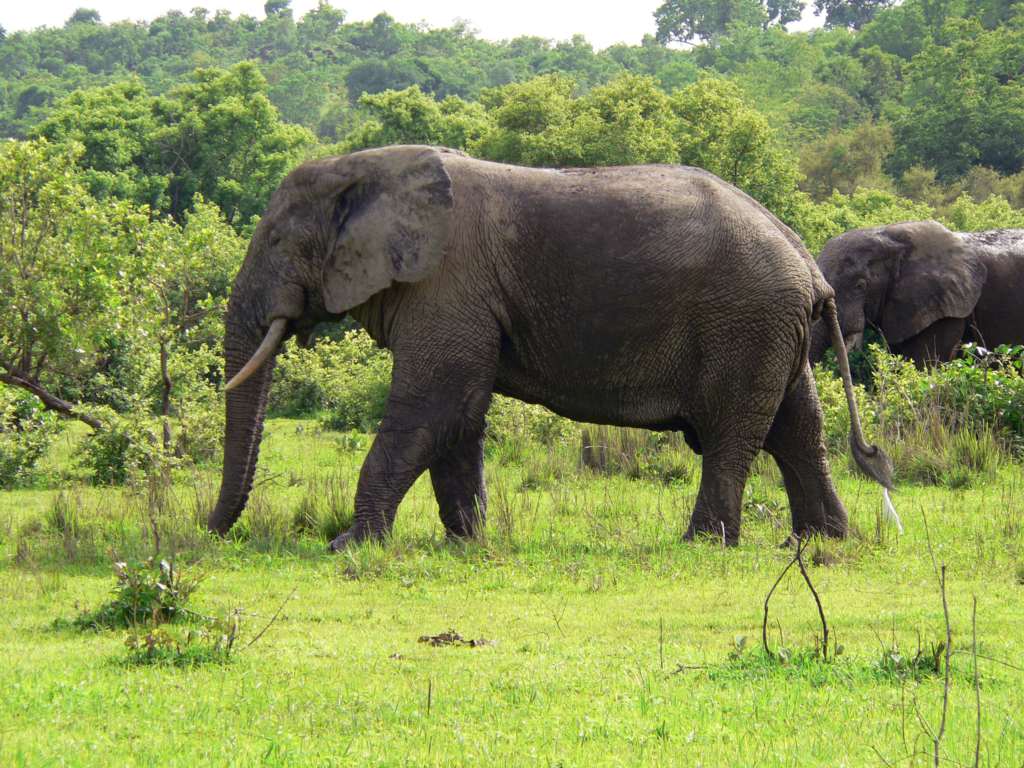 History - Mole National Park