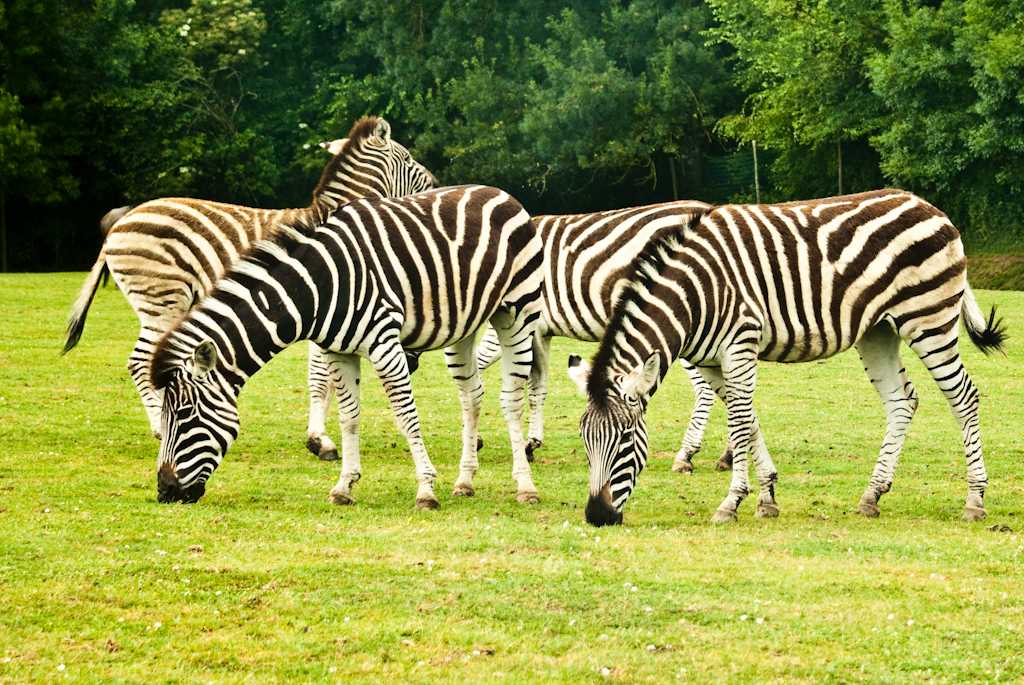 Planète Sauvage