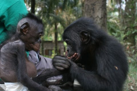 Lola ya Bonobo