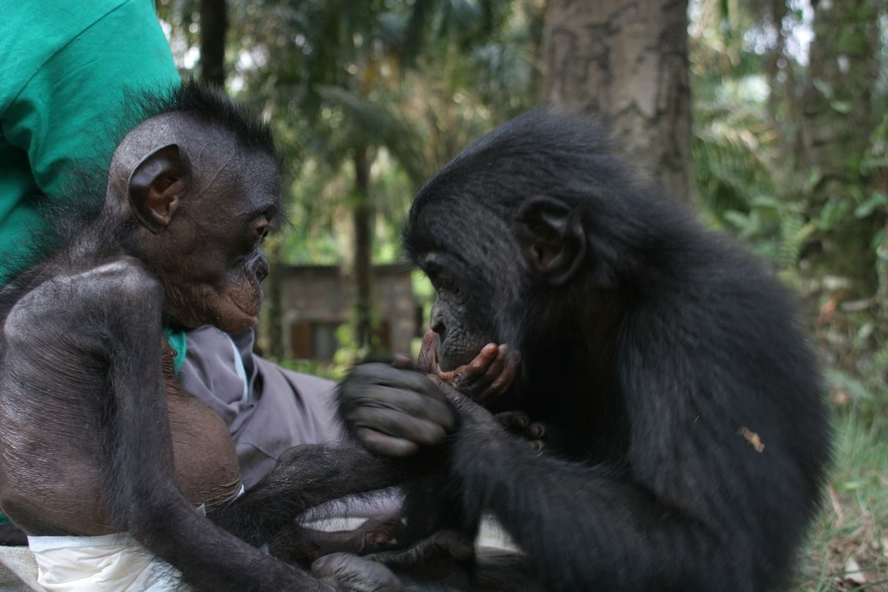 History - Lola ya Bonobo