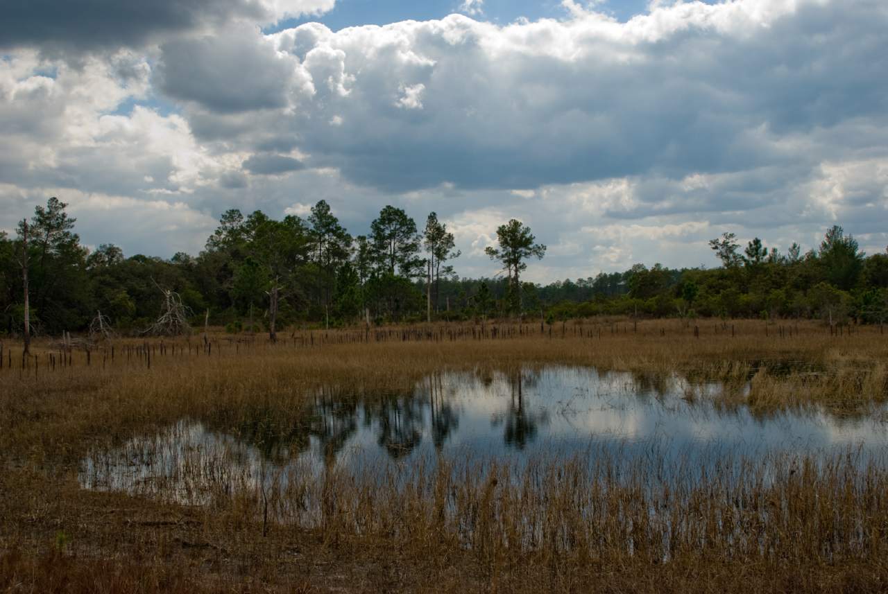 历史 - Ocala National Forest