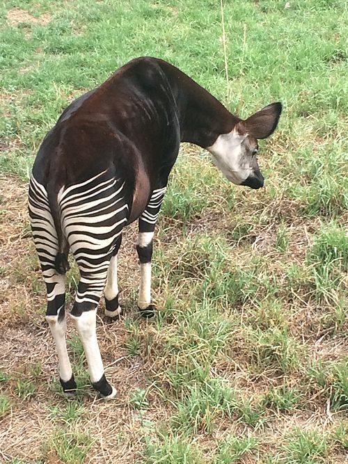 Pretoria Zoo