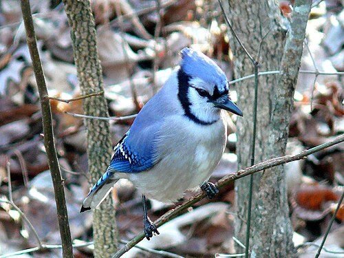 A blue jay, one of Mackinac Island's resident birds