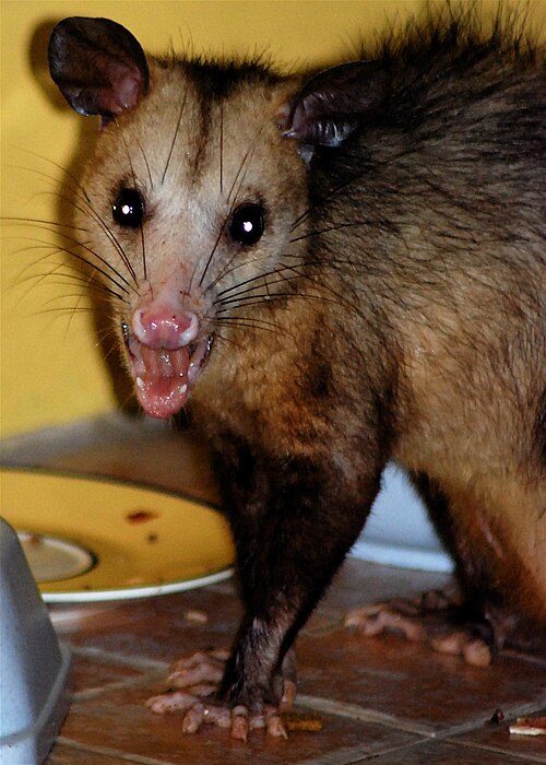 A manicou bares its teeth
