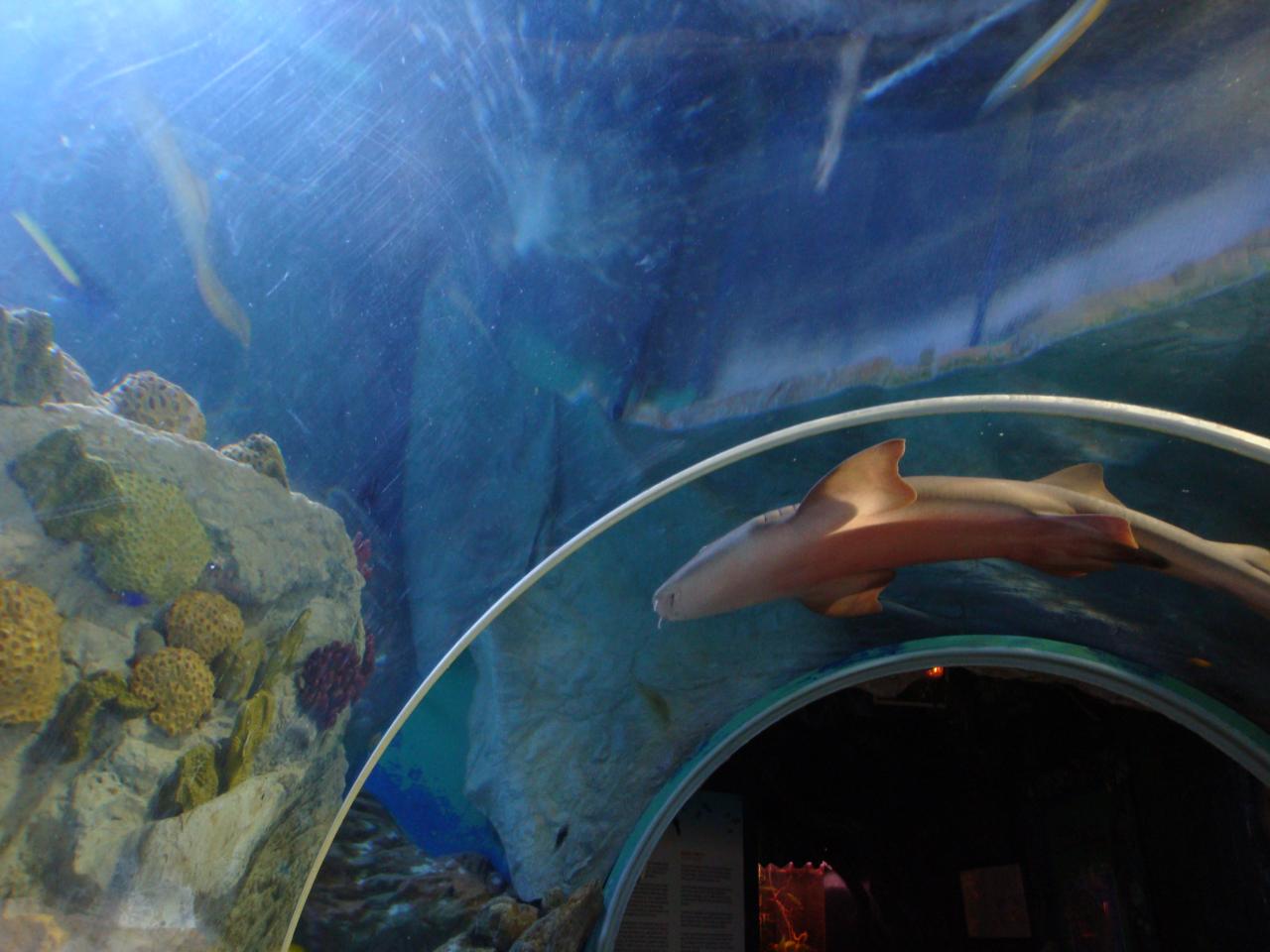 Sea Life Benalmádena