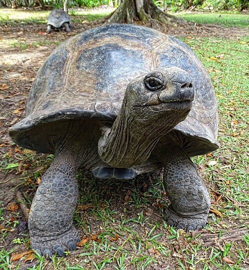 The giant tortoise of Aldabra
