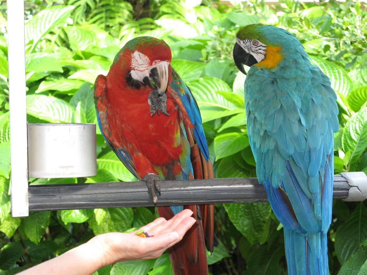Jungle Island