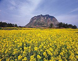 Jeju Island