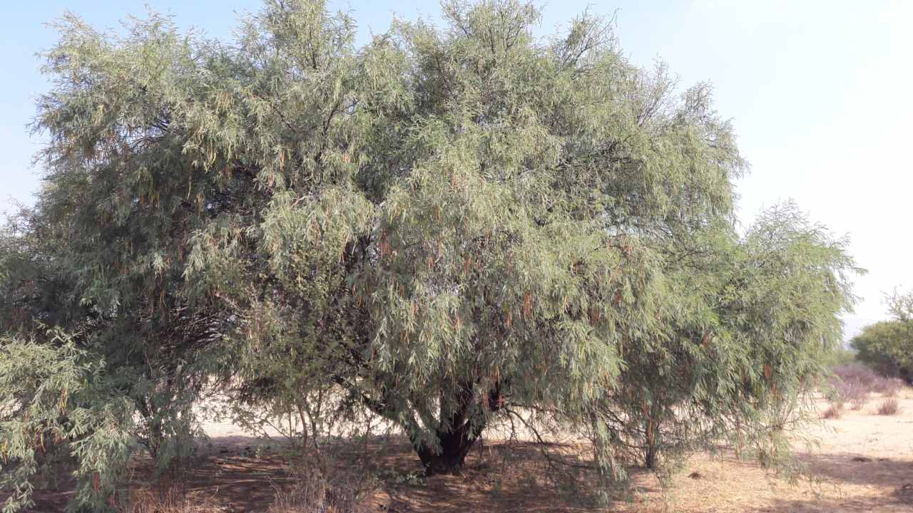 History - Mesquite