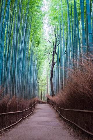 Kyoto