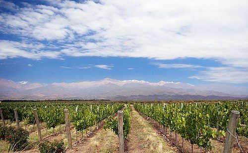 Savor the flavors of Mendoza's wine country