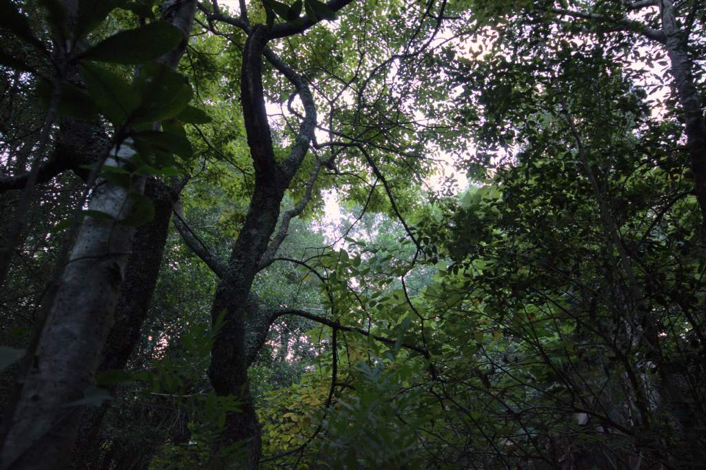 Pledge Nature Reserve