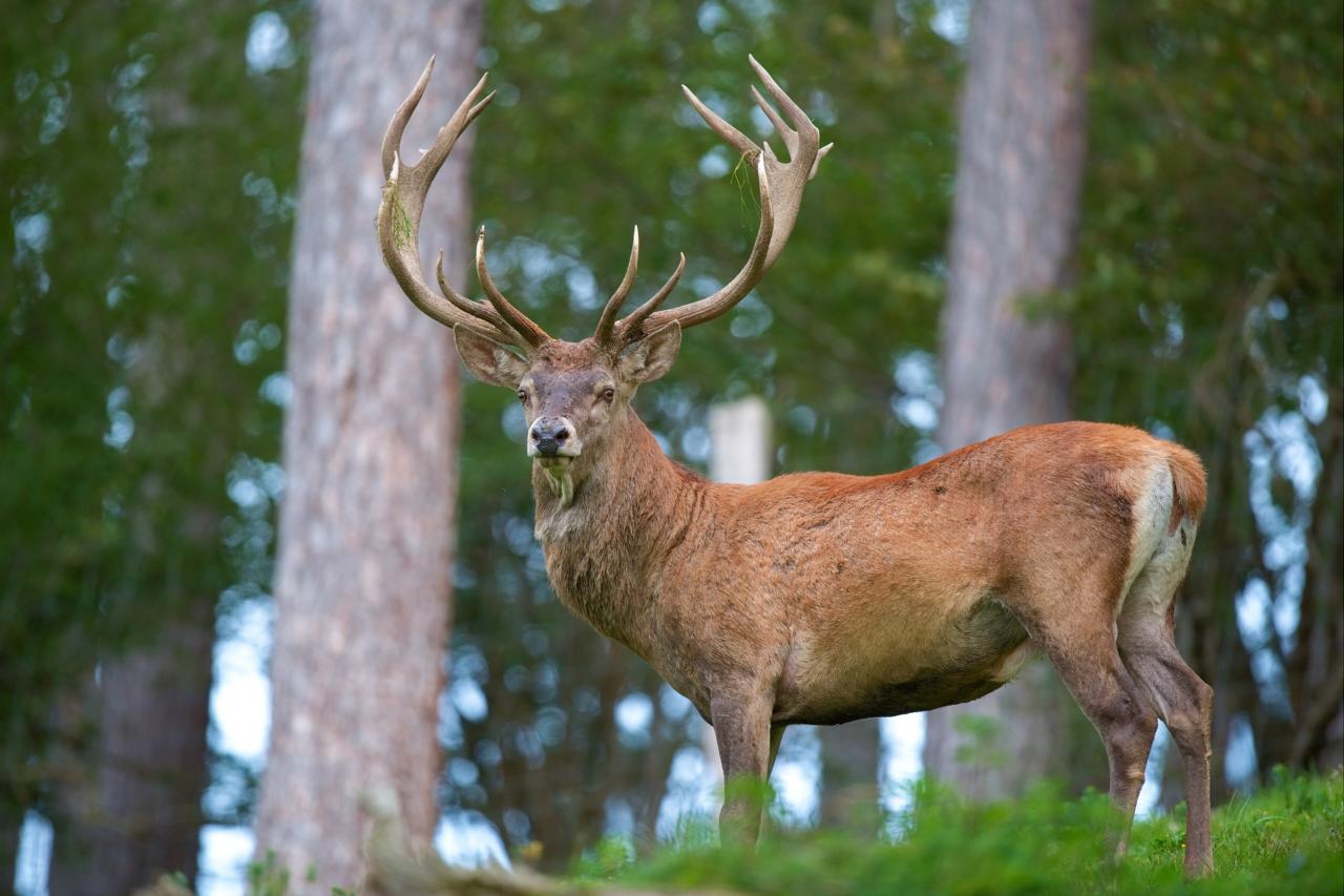 History - Red Deer