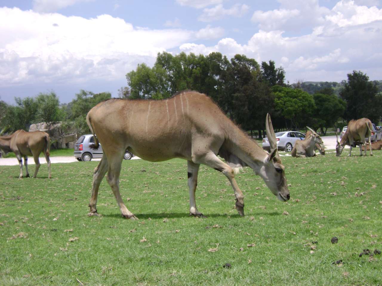 History - Africam Safari