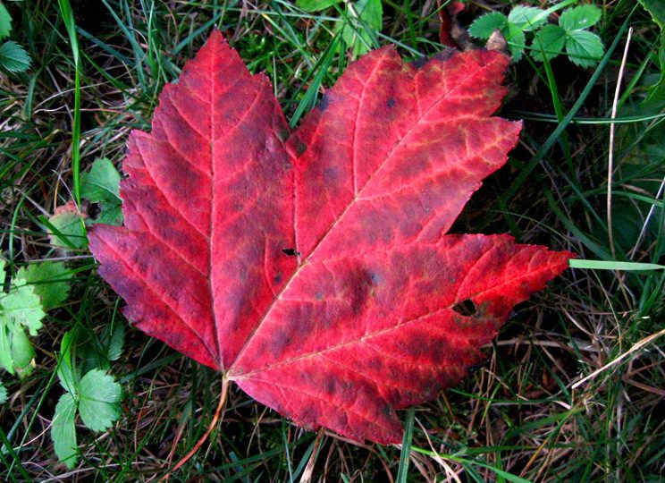 Local traditions - Canada