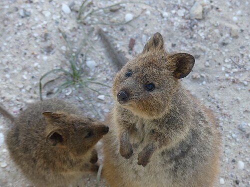 Rottnest Island