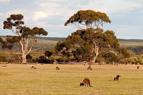 Open woodland with kangaroos