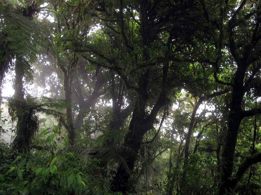 Monteverde Cloud Forest Reserve