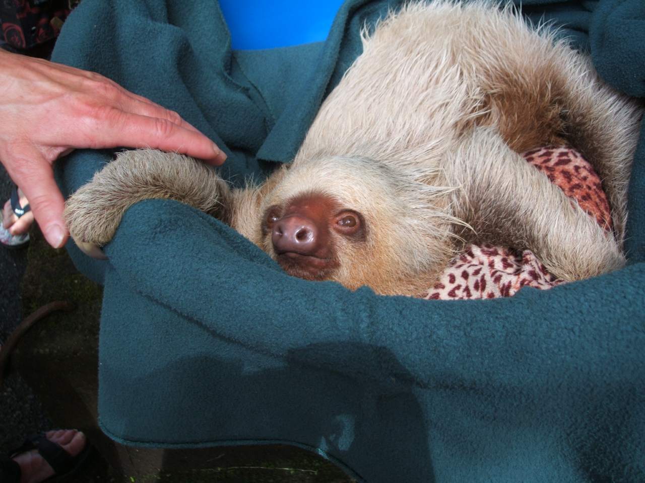 Osa Wildlife Sanctuary