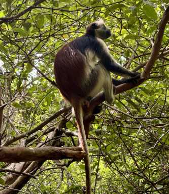 Jozani Chwaka Bay National Park
