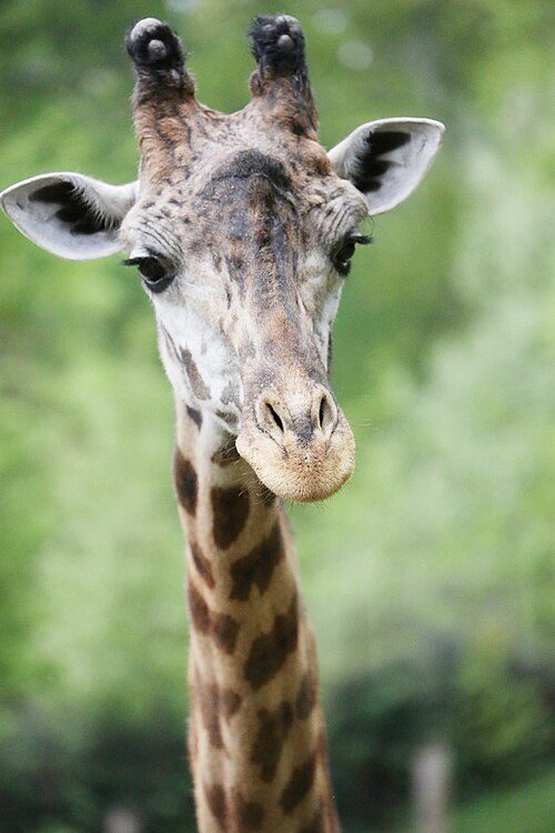 Greenville Zoo