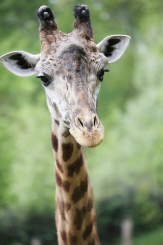 Greenville Zoo