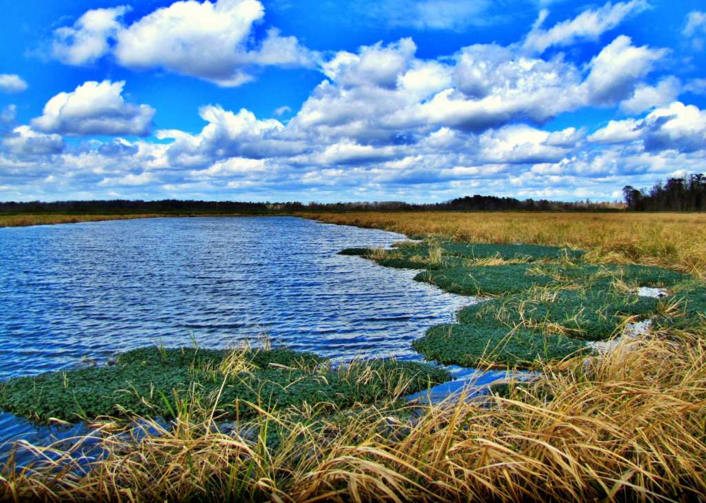 Phinizy Swamp Nature Park