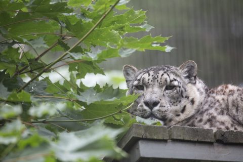 Helsinki Zoo