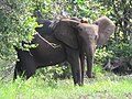 History - Loango National Park