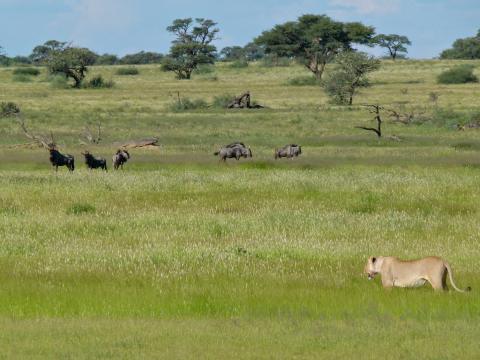 Kgalagadi Transfrontier Park