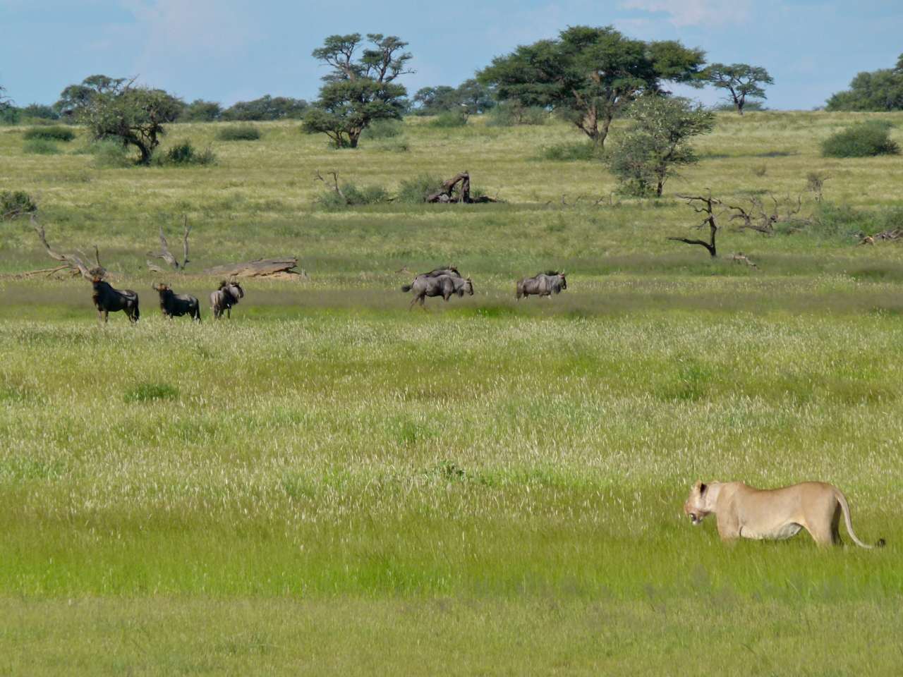 History - Kgalagadi Transfrontier Park